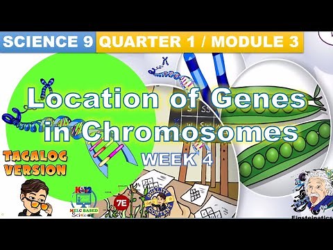 GRADE 9 SCIENCE Quarter 1- Module 3: Location of Genes in Chromosomes (MELC Based) Einsteinatics Tv
