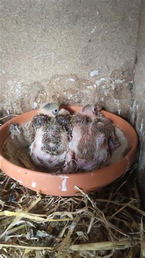 naissance pigeon strasser