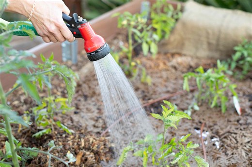 How often to water your veggie garden—4 smart rules gardeners swear by for healthier harvests