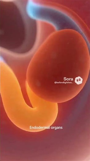 Organogenesis – Formation of Organs (3D Medical Animation) #shortvideo