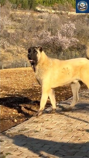Kangal Attacks: The World’s Most Aggressive Guardian