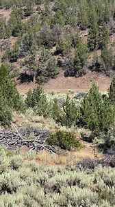 1.2M views · 73K reactions | Glorious beauty of wild horses running...