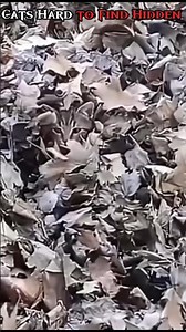 Cats Hard to Find Hidden