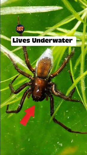 Spider that lives Underwater | Diving Bell Spider