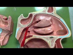 Nasal Cavity 1