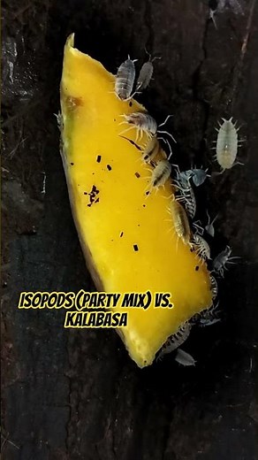Party Mix Isopods—typically powder blue, powder orange, white-out, and Oreo crumble.