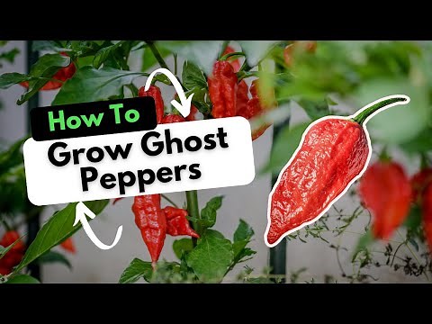 How To Grow Ghost Peppers