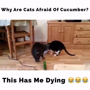 5.1K views · 177 reactions | Why are Cats afraid of cucumber?  | Hatch Keen | Facebook