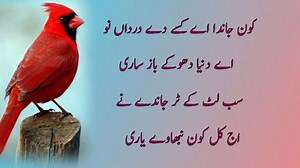 503 reactions · 125 shares | Punjabi Sufi Kalam  #motivational #punjabipoetry #viralvideoシ | Muhammad Abbass Kasuri | Facebook