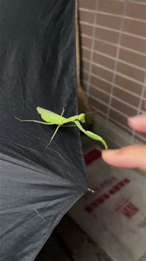 Authentic Chinese Kung Fu: Mantis Boxing～正宗中国功夫 螳螂拳