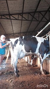 Eu deixei passa 3 cios da Prodígio por causa da alta produção dela. Senão lá na frente ela não seca, mas esse cio de hoje eu não podia deixa passa. Ela tava bem loca, cio bem forte. Tive que tira ela de perto da Nenê e coloca na outra cama. Agora já é minha Prodígio de novo, querida e mansa. | Diário de uma produtora de leite
