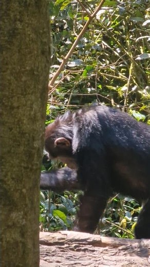 chimps use tools(leaves) to drink water