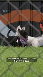 2.4M views · 34K reactions | Bonded pair Molly and Beano can't live without eachother... will they find a home together? Find out TOMORROW  #TheDogHouseAU | 7.30 Tuesday & Wednesday on Channel 10 and 10 Play | The Dog House Australia | Facebook