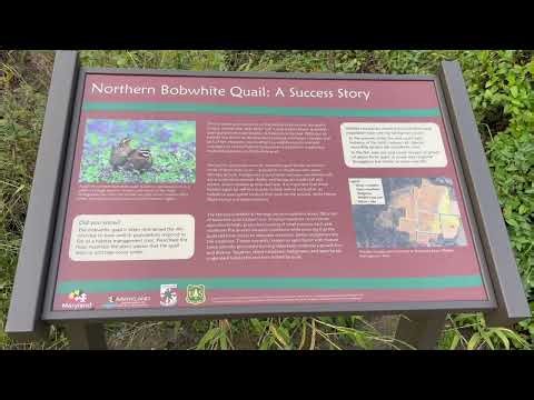 Sika Deer Hunting on The Eastern Shore