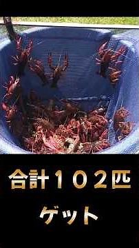 ザリガニ１００匹釣った！ #shorts #ザリガニ #生き物 #外来種 #釣り