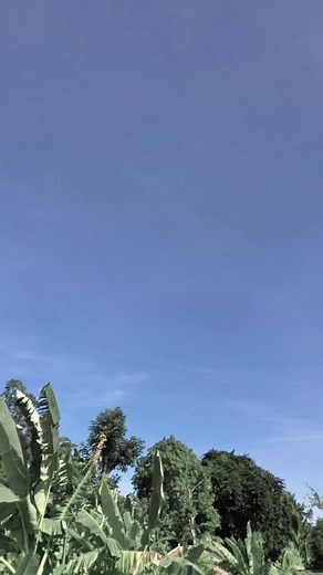 Exploring Nature: A Group Walk in Lush Outdoors