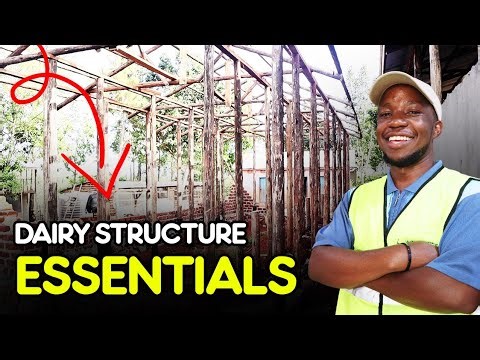 How to Build a Smart 30-Cow Dairy Structure for Maximum Milk Production