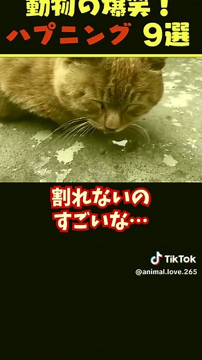 TikTokでAnimal Love 265さんをチェック！