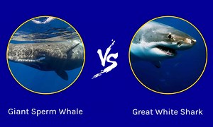 Sperm Whale vs. Great White Shark: Which Ocean Mammoth Is More Powerful?
