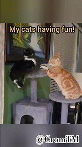 #funny #cats #kungfu #fighting #pets
