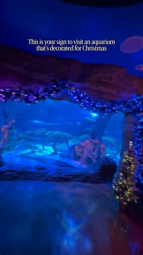 ✨🎄 Dive into the holiday magic at SEA LIFE Grapevine! 🎄✨ The aquarium is decked out with sparkling Christmas decorations that make it feel like an underwater winter wonderland. 🐠❄️ From twinkling lights to festive sea creatures, it’s pure holiday enchantment for the whole family! And don’t miss Scuba Santa making a splash: 🗓 December 20 | 11:00 AM 🗓 December 24 | 11:00 AM Come say hi, snap a festive pic, and experience Dallas’ only 360° tunnel exhibit up close with sea turtles, sharks, and 
