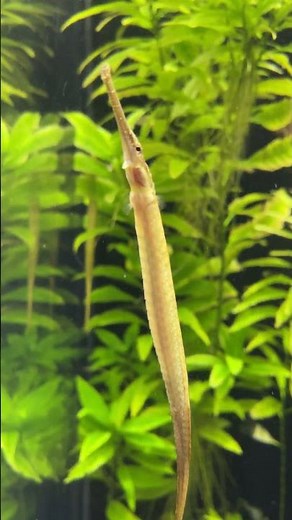 Meet the Pipefish: The Seahorse's Long and Lean Cousin