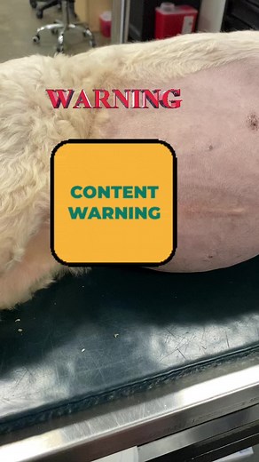 Placing a urinary catheter. #tiktokpartner #learnontiktok #catheterplacement #dog