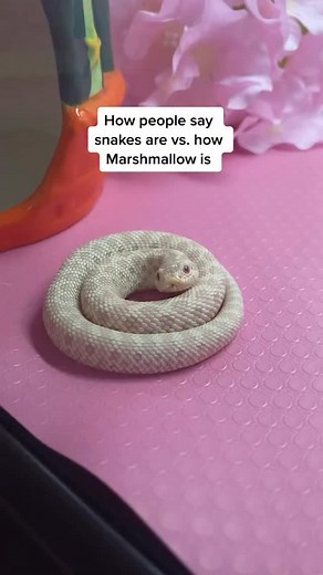 27K views · 22K reactions | Marshmallow could make anyone fall in love with snakes  That second clip is one of my favorite videos of him ever, I miss when he was that small but he’ll always be my little baby :’) #snake #hognose #reptiles #reels | Marshmallow The Hoggie | Facebook