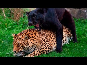 É assim que nascem as Panteras Negras