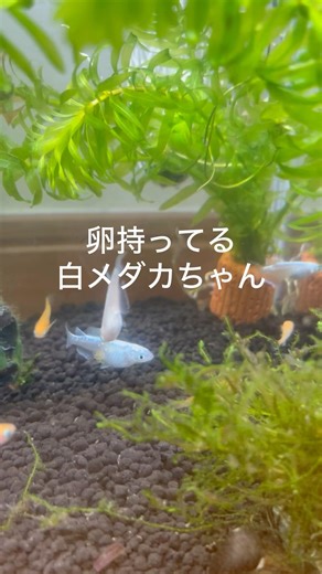 【メダカの観察】卵持ちの白メダカちゃん追いかけ回されてる・・・ #白メダカ #めだか ＃楊貴妃メダカ ＃オロチメダカ ＃ミナミヌマエビ