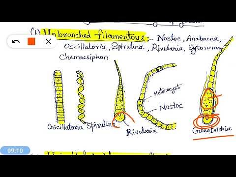 Cyanophyta - Cyanophyceae, Blue Green Algae, नीले हरे शैवाल