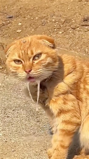 How To Save Cat From Fishing Line #goodtoknow #vet #medicine #funfacts #lifehacks #educational #hack