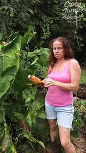 789K views · 13K reactions | Ornamental Tree Drops Candy-Corn Pineapple Fruit!  #JungleLife #MysteryFruit #OffGridLiving | Crazy jungle adventures | Facebook