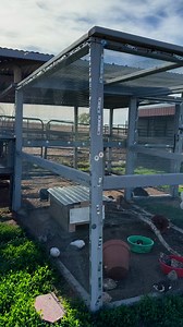 We did everything right and still experienced predator loss! Predator proofing isn’t one and done- you have to keep building and adapting. #quail #quails #chickenschmidtfarms #fyp #reels #backyardchickens #farmfresh #chickenmom #quailmom #coturnixquail #predators #predatorproofing #raccoons | Chicken Schmidt Farms