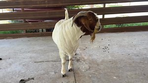 3K views · 93 reactions | The last Pacifica bucks available 22-214 | Pacifica Boer Goat Stud | Facebook