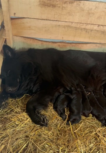 Adorable German Shepherd Puppies