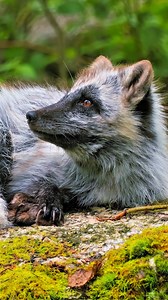 Witness this incredible arctic fox showing its secret black skin beneath its snow-white coat! These amazing animals are masters of winter survival. Fun Fact: Like polar bears, arctic foxes have special black skin that helps them stay warm by absorbing heat, while their hollow white fur acts like a cozy winter jacket! #ArcticFox #WildlifeFacts #NatureLover #WinterWildlife #AmazingAnimals | Listpull
