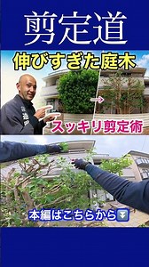 《Overgrown Garden Trees》 Neat Pruning Techniques!! #PruningTips #GardeningWork #GardenTreeManagem...