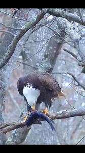 71K views · 1.3K reactions | Hunting Eagle . . ....