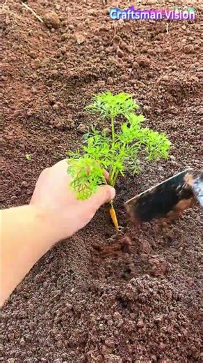 High quality Carrot cultivation technology