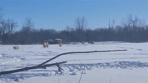 This is the back pasture with the pig that are ready for Freezerville. They are all for our February -April orders Can you see the straw shelter in the background? Every week new bales are added to that area. It's made of 4 bales at a time, 2 on the side and 1 on the back and one bale opened up for them to nest into between them all. As the open bale is eaten and breaks down, the pigs are able to pull new straw from the bales around them as needed to continue to nest down. Best part. Once spring