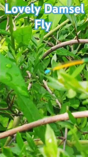 A Very Rare Insect called Damsel Fly hoaring over a Plant during Rainy season