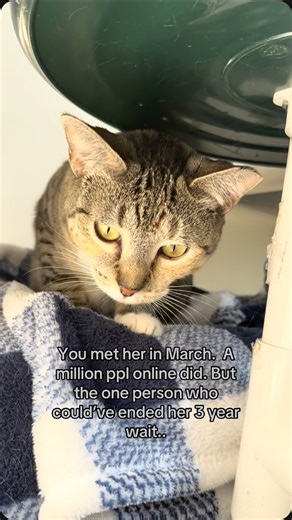 You first met her in March. Since then, over a million hearts have been touched by her story. Think of a million people. Now imagine that not one of them was you, the person who could have ended her three-year wait for a home by Christmas. As the world lights up with warmth and laughter, she is about to spend her third Christmas alone, curled up in a shelter kennel, wondering if a love of her own will ever come. Let us take you back. In the fading light of September 2023, a small shadow moved at