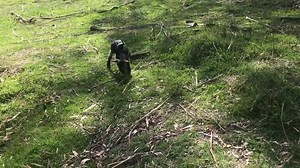 13K views · 169 reactions | Jethro came down into the paddock with his new friend Fergus to 'help' while Pete and I did some fencing | FreeHearts Animal Sanctuary | Facebook