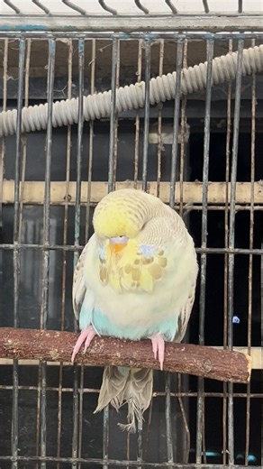 A beautiful close-up of my bird showing off its bright feathers. Birds look the most vibrant in natural light. #ColorfulBird #BirdPhotography #NatureReels | Birds Land
