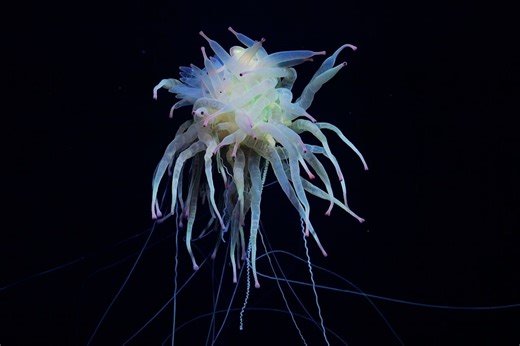 The 'flying spaghetti monster' is real. Scientists bumped into it on a deep-sea voyage to underwater mountains. Watch this jaw-dropping footage | Discover Wildlife