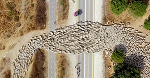this drone footage captures sheep herding patterns from above