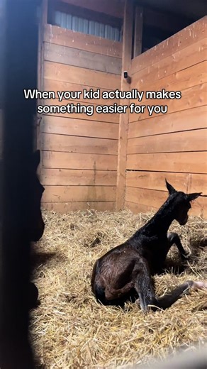 Newborn Foal Bonding with Mare Moments