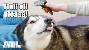 The top of his neck and head makes him cringe when touched, which makes brushing that area very difficult. He had a lot of fluff coming out that sprinkled husky glitter every time you stroked him! | Keyush the Stunt Dog