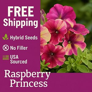 Seeds: Raspberry Princess Petunia High Germination Seed, Pink Color Blooms - Etsy